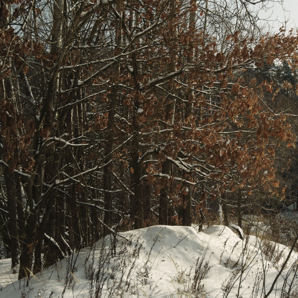 _DSC0633.jpg