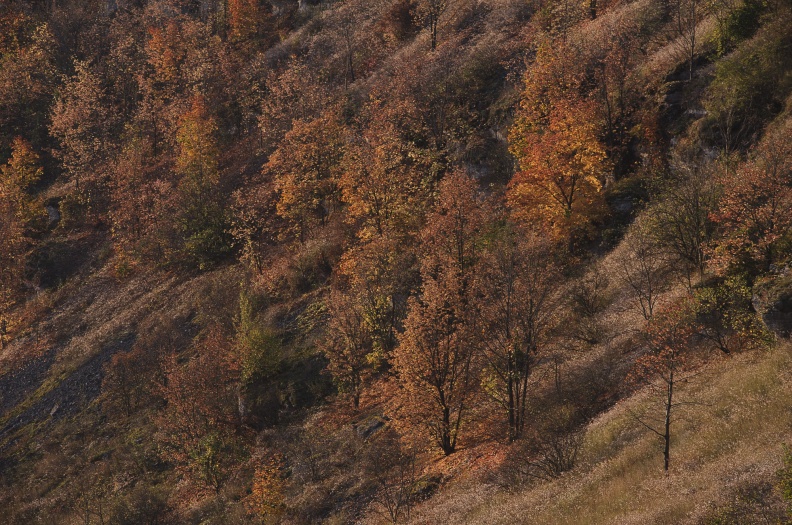 _DSC3730.jpg